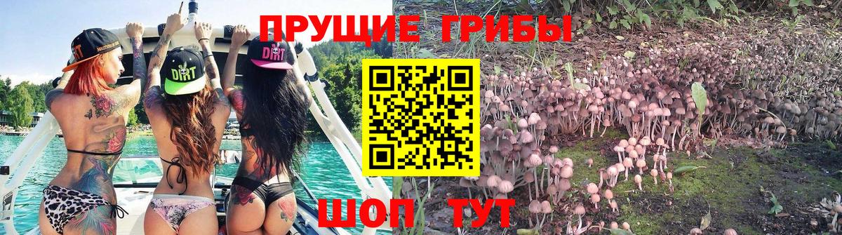 хочу   Вход с VPN  Норильск  Галлюциногенные грибы Cubensis  Псилоцибиновые грибы Psilocybine cubensis 